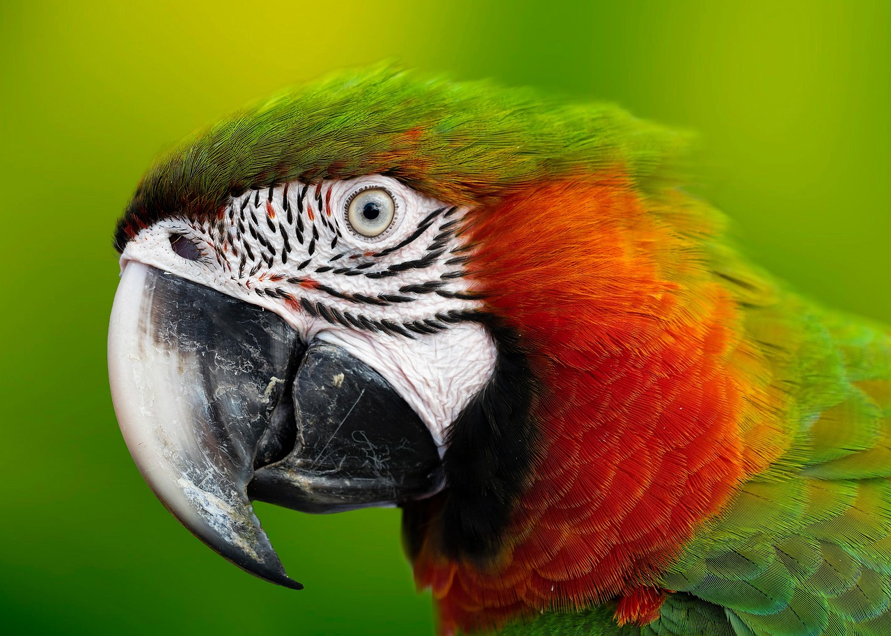 macaw, parrot, head, beak, close up, bird, colorful, animal, animal world, exotic, ave, plumage, nature, tropical, amazon, portrait, feathers, parrot, parrot, parrot, parrot, parrot, amazon