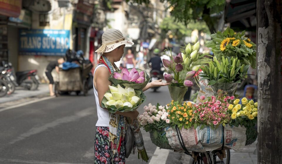 hanoi, street, nature, vietnam, city, supplier, market, old, beautiful flowers, bike, flower wallpaper, life, people, business, asia, flower, women, traditional, cultural, colorful, tropical, travel, flower background, out side, urban, florist, local, architecture