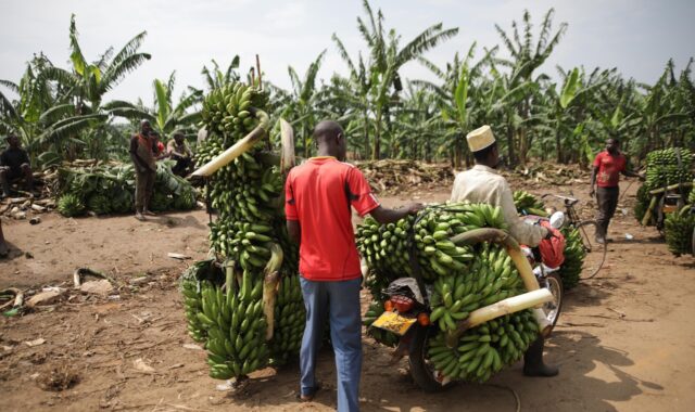 uganda, transport, banana, fruit, tropical, green, market, trade, food, uganda, uganda, uganda, uganda, uganda, banana, banana, banana, banana, market, trade, trade