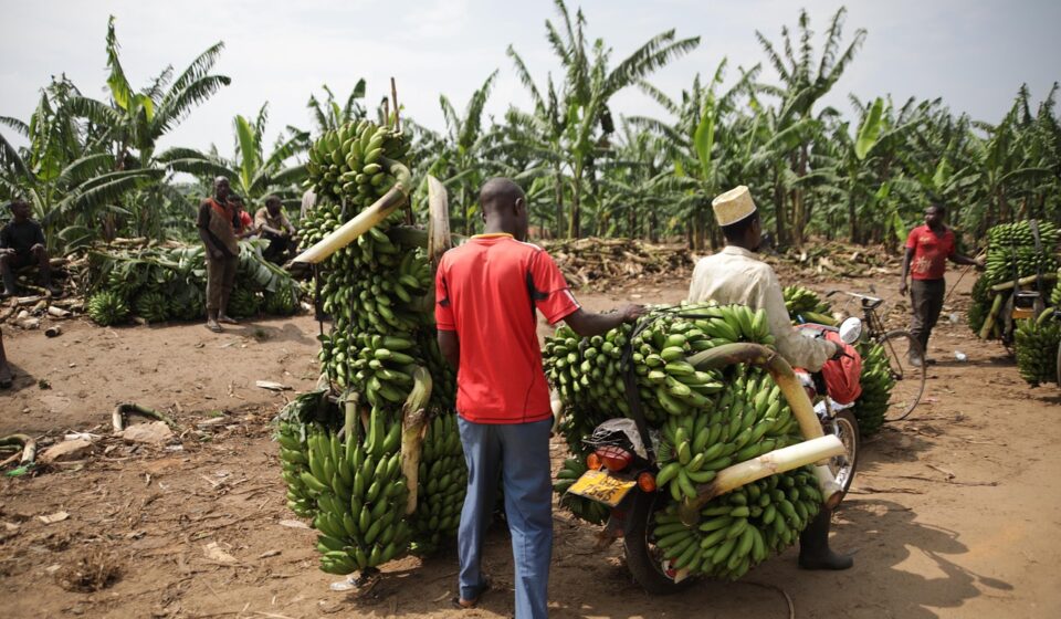 uganda, transport, banana, fruit, tropical, green, market, trade, food, uganda, uganda, uganda, uganda, uganda, banana, banana, banana, banana, market, trade, trade