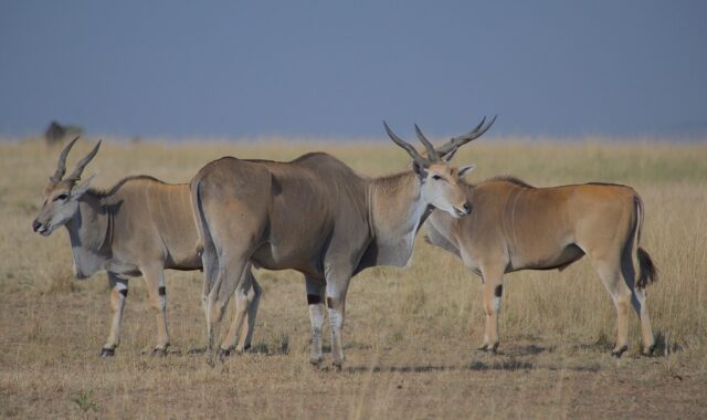 eland, wildlife, africa, nature, antelope, kenya, masai mara, safari, species, mammal, world's largest antelope, rare, biodiversity, ecotravel, savannah, grasslands, eland, eland, eland, eland, eland, masai mara, masai mara