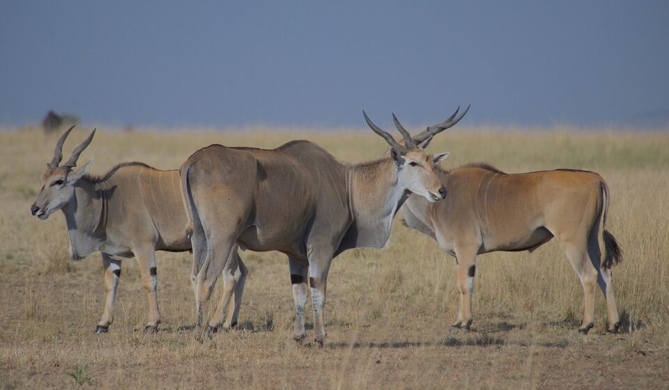 eland, wildlife, africa, nature, antelope, kenya, masai mara, safari, species, mammal, world's largest antelope, rare, biodiversity, ecotravel, savannah, grasslands, eland, eland, eland, eland, eland, masai mara, masai mara
